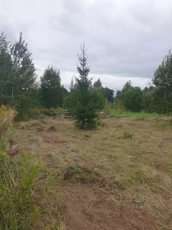 Участок в Москва д. Ширяево, аллея Березовая, 25 (6.0 сот.) - Фото 1