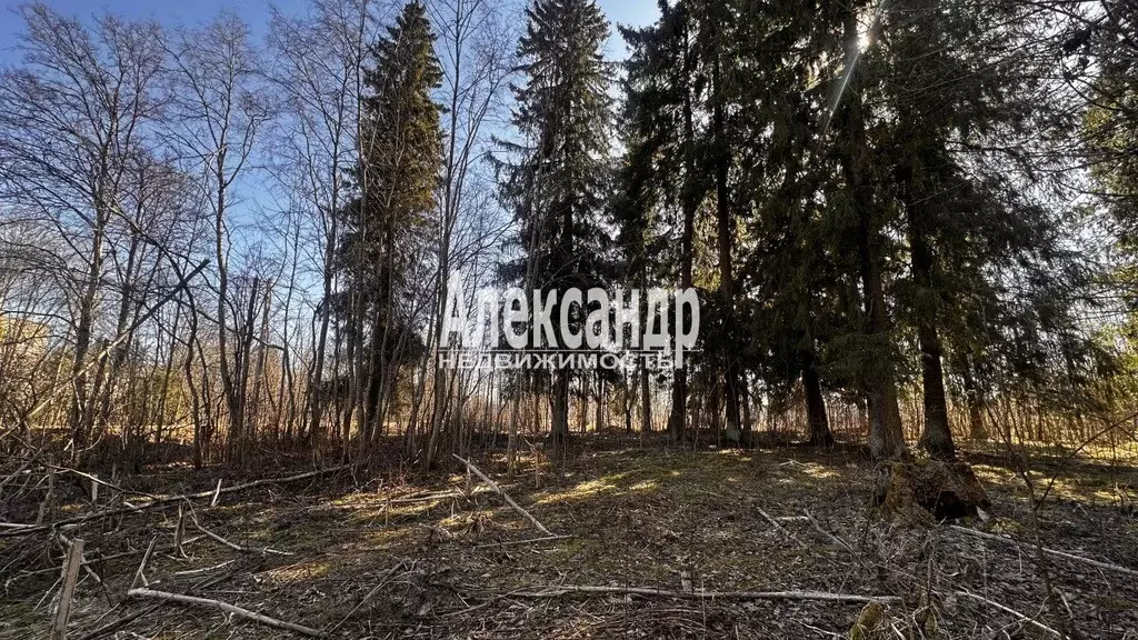 Участок в Ленинградская область, Гатчинский муниципальный округ, пос. ... - Фото 2