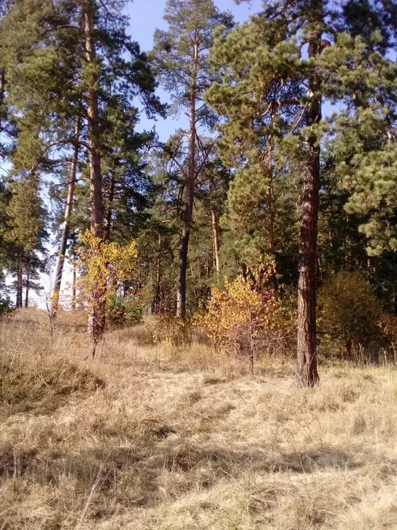 Участок в Алтайский край, Первомайский район, с. Повалиха Советская ... - Фото 0