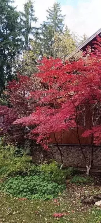 Дом в Москва Ватутинки кп,  (460 м) - Фото 1