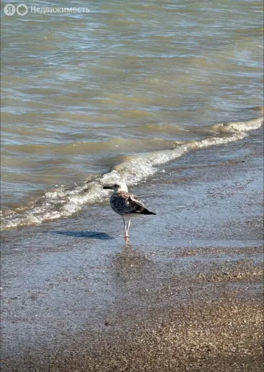 Участок в Карабудахкентский район, хутор Турали 4-е (17 м) - Фото 2