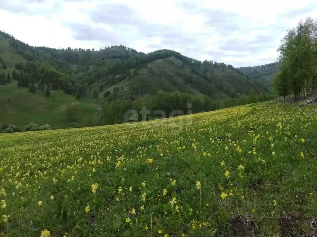 Участок в Алтай, Шебалинский район, с. Мыюта  (2800.0 сот.) - Фото 0