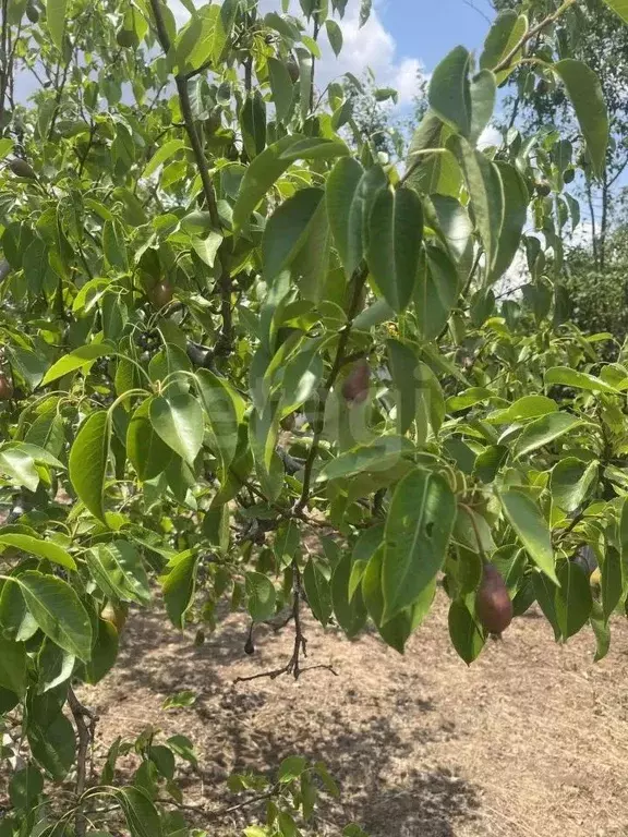 Дом в Ростовская область, Октябрьский район, Бессергеневское с/пос, ... - Фото 2