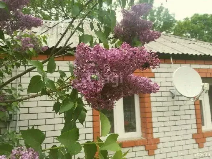 Дом в Белгородская область, Чернянский район, Кочегуренское с/пос, с. ... - Фото 1