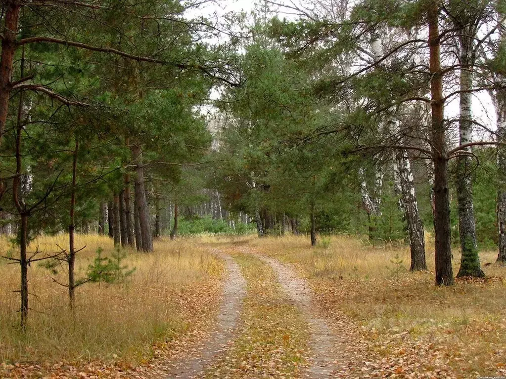 Участок в Московская область, Мытищи городской округ, д. Долгиниха ул. ... - Фото 2