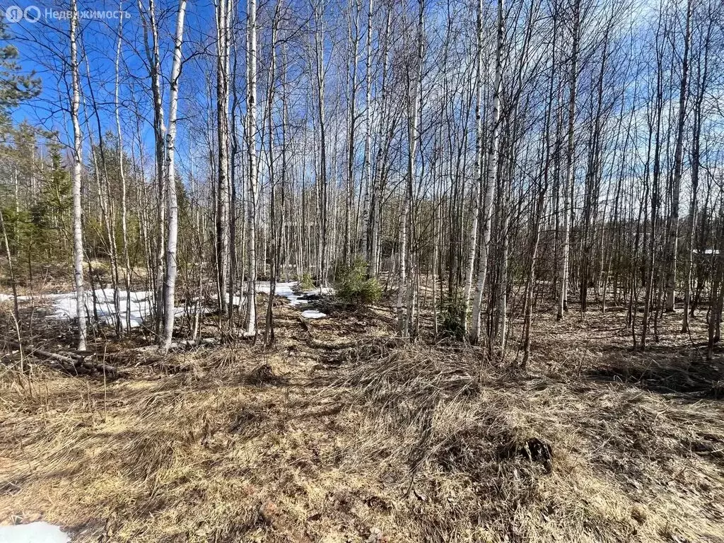 Участок в Республика Коми, муниципальный район Сыктывдинский, ... - Фото 2