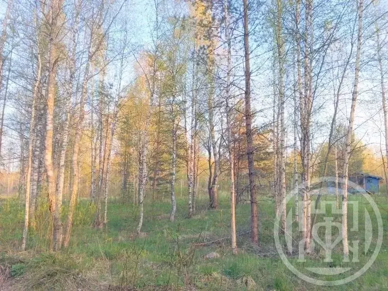 Участок в Ленинградская область, Выборгский район, Красносельское ... - Фото 1