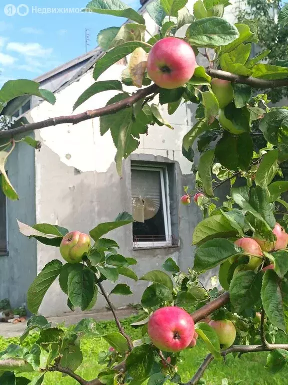 Дом в Балтийск, Дачная улица, 1А (116 м) - Фото 1