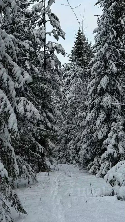 Участок, 12 сот., поселения (ижс) - Фото 1