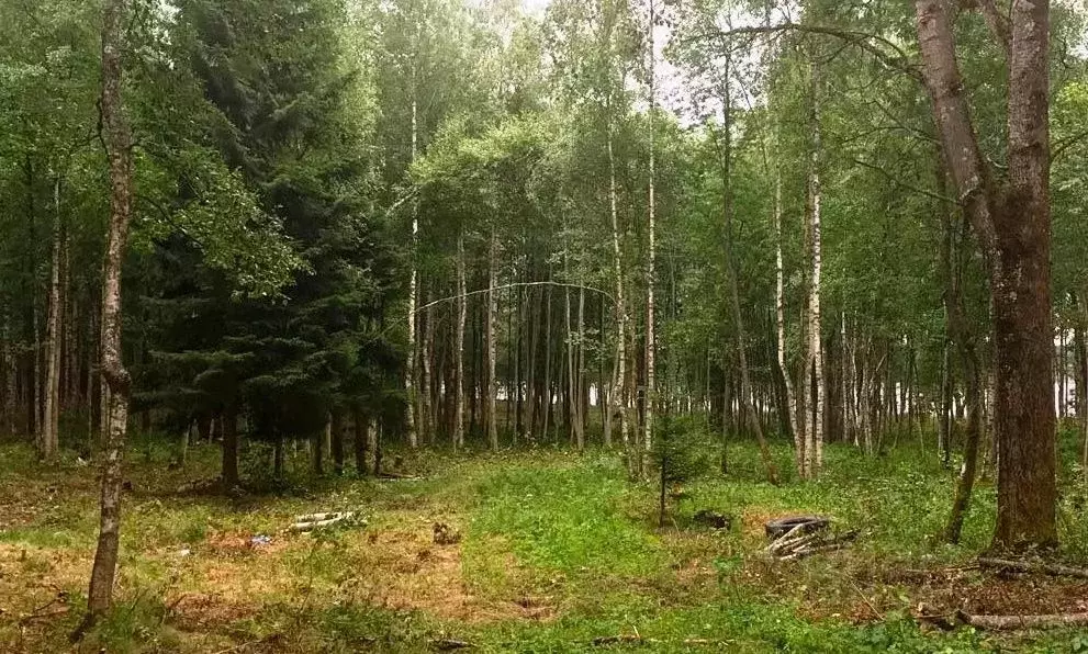 Климово ленинградская область выборгский. Клеверная бухта. Поселок Клеверное. Клеверная бухта ЛЕНОБЛАСТЬ.