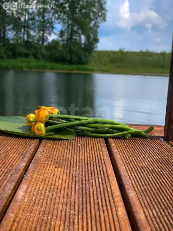 Участок в Колыванский район, ДНТ Сибирская Волость, Центральная улица ... - Фото 1