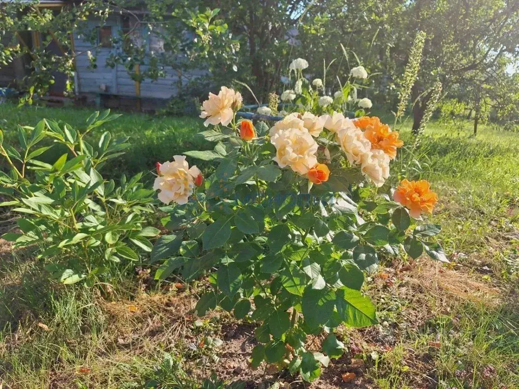 Дом в Нижегородская область, Бор муниципальный округ, д. Малое ... - Фото 2