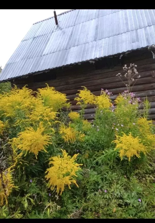 Дом в Ленинградская область, Лужский район, Мшинское с/пос, Мшинская ... - Фото 2