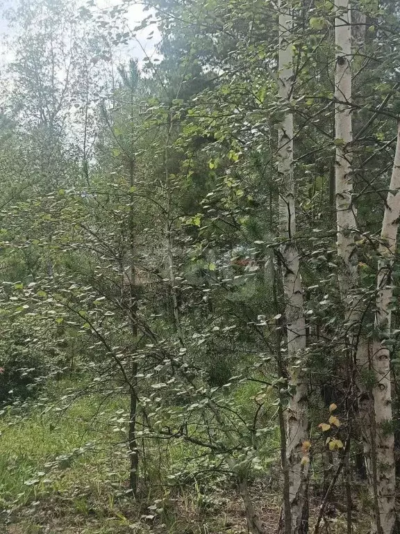 Участок в Забайкальский край, Читинский район, с. Смоленка  (30.0 ... - Фото 1