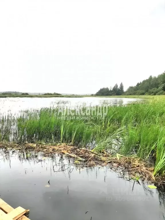 Участок в Ленинградская область, Приозерский район, Ромашкинское ... - Фото 1