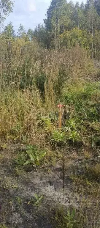Участок в Тюменская область, Нижнетавдинский муниципальный округ, ... - Фото 1