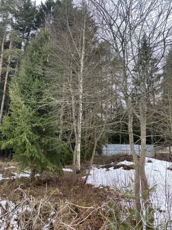 Участок в Ленинградская область, Всеволожский район, Токсовское ... - Фото 1