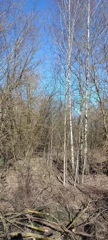 Участок в Московская область, Богородский городской округ, д. ... - Фото 1