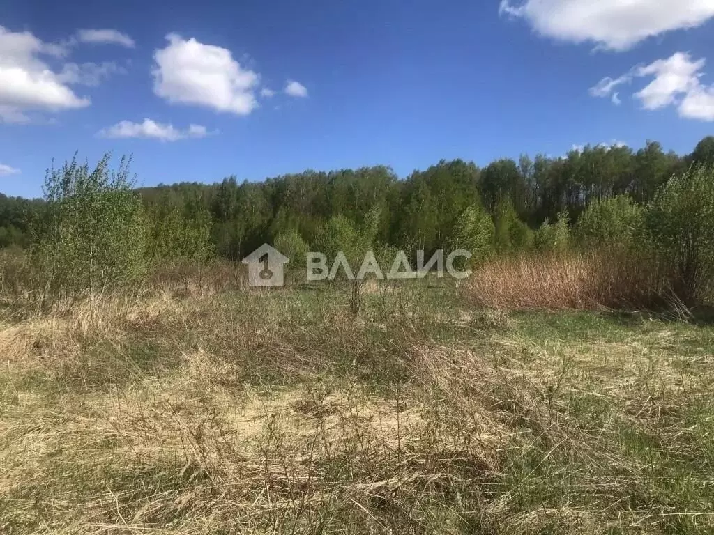 Участок в Владимирская область, Суздальский район, Новоалександровское ... - Фото 1