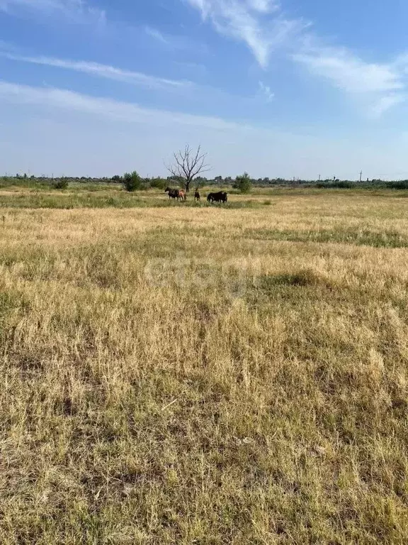 Участок в Ростовская область, Азовский район, Елизаветинское с/пос, ... - Фото 1