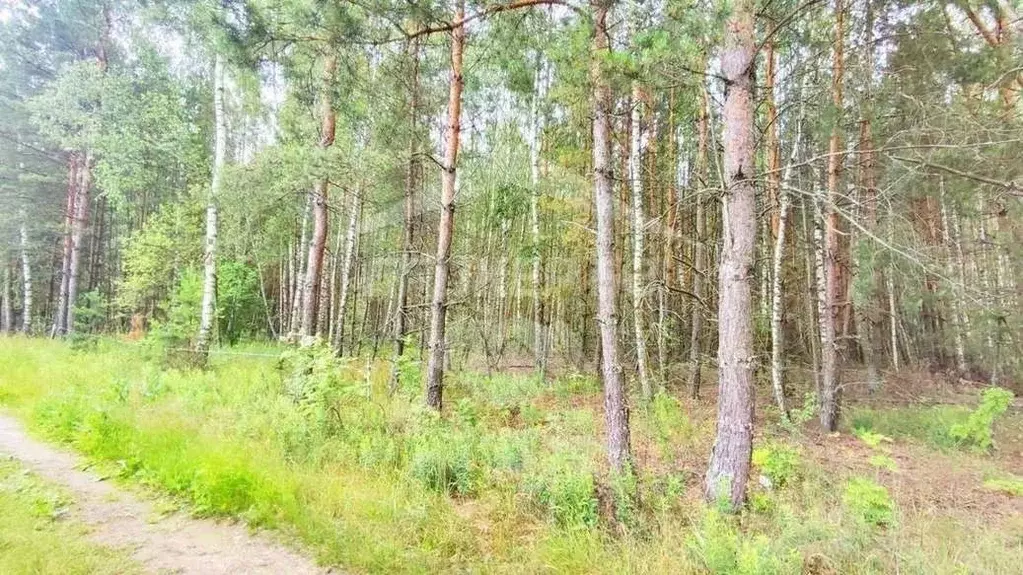 Участок в Рязанская область, Спасский муниципальный округ, Авангард ... - Фото 2