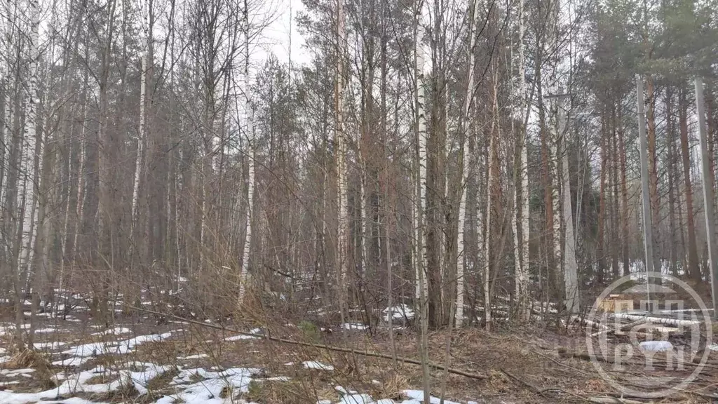Участок в Ленинградская область, Всеволожский район, Романовское ... - Фото 2