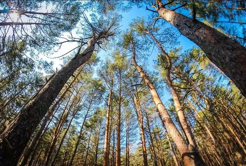 Участок в Москва № 307 кв-л,  (6.0 сот.) - Фото 1