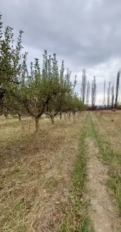 Участок в Адыгея, Майкопский район, Победенское с/пос, пос. Совхозный  ... - Фото 0