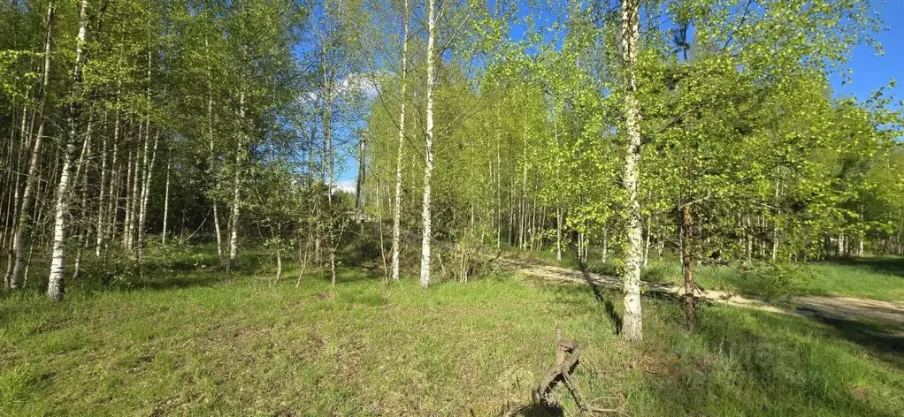 Участок в Ленинградская область, Всеволожский район, Колтушское ... - Фото 1