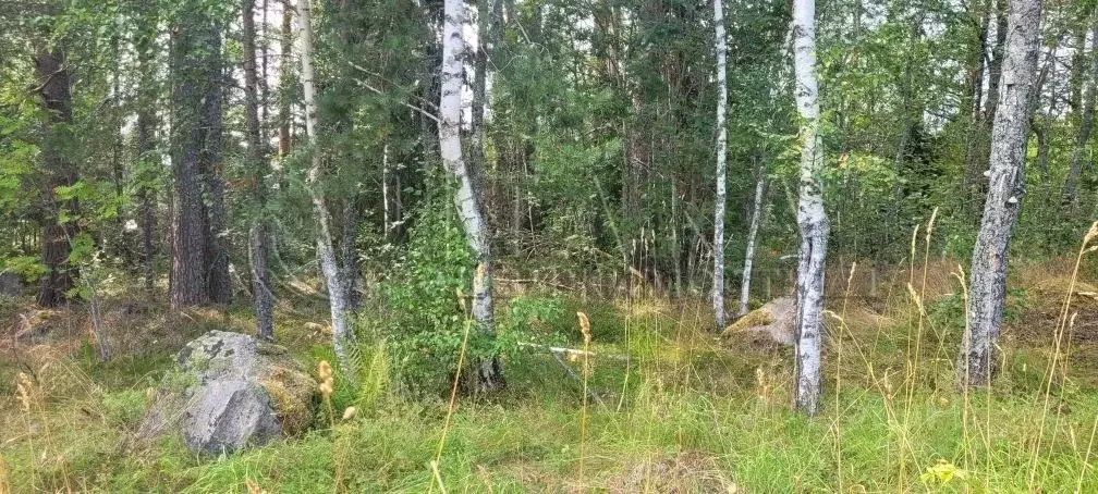 Участок в Ленинградская область, Приозерский район, Ларионовское ... - Фото 2