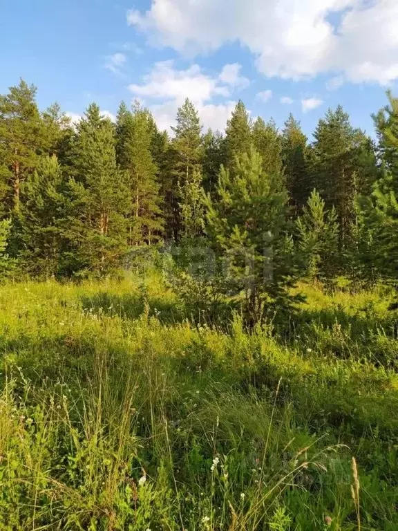 Участок в Пермский край, Пермский муниципальный округ, 3250001-1 кв-л ... - Фото 2