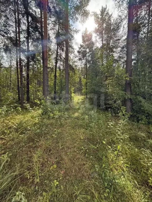 Участок в Ленинградская область, Ломоносовский район, Лебяженское ... - Фото 1