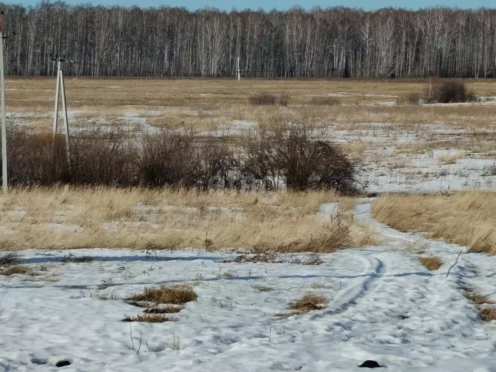 Участок в Курганская область, Шадринский муниципальный округ, с. Ключи ... - Фото 0