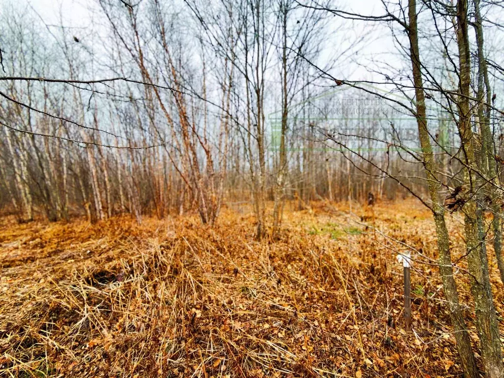 Участок в Приморский край, Артемовский городской округ, с. Ясное ул. ... - Фото 1