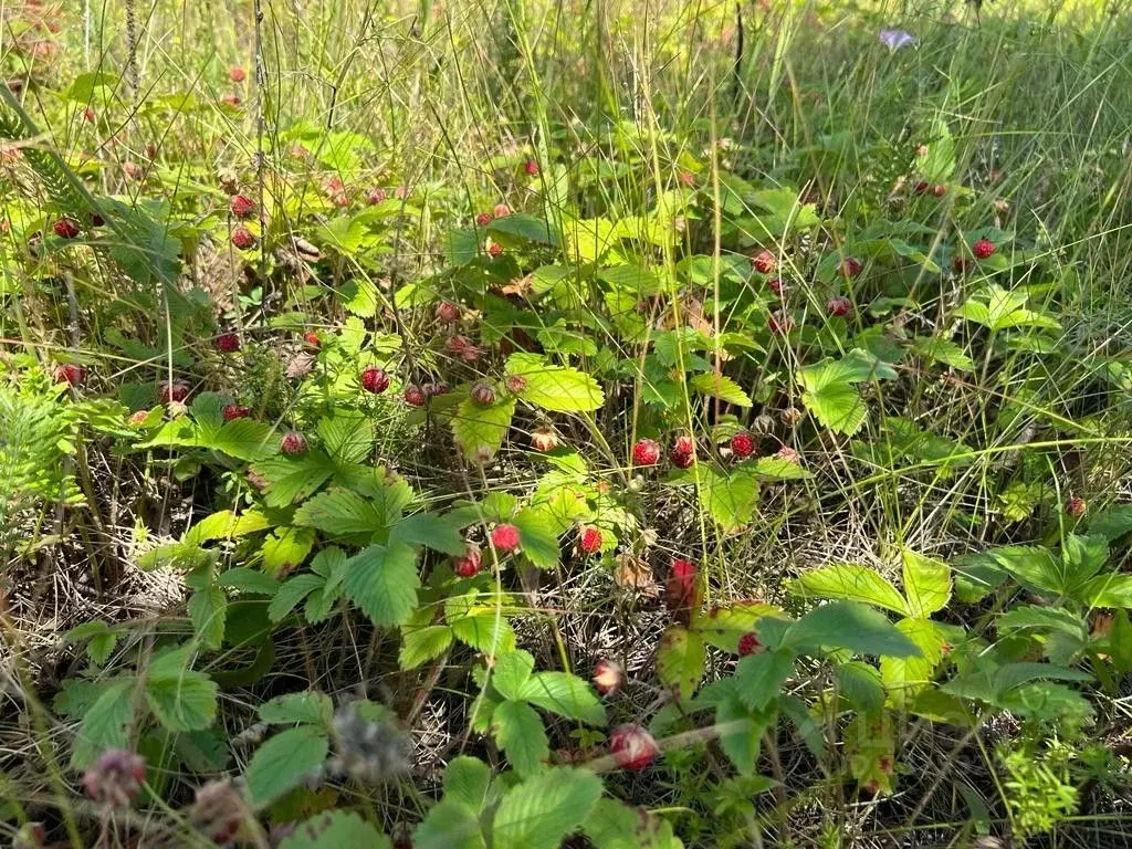 Купить Участок В Покровском