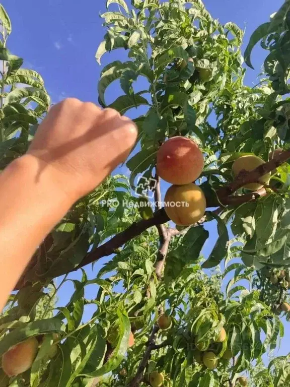 Участок в Крым, Бахчисарайский район, Ароматненское с/пос, с. ... - Фото 2
