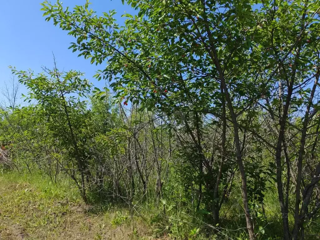 Участок в Воронежская область, Борисоглебск Надежда-3 СНТ, 50 (10.0 ... - Фото 1