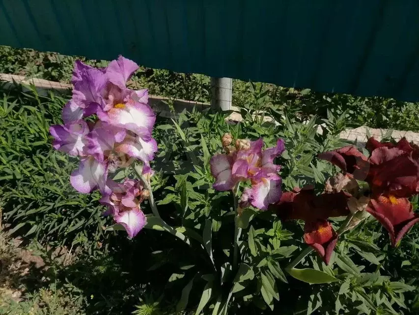 Дача 12 м на участке 4 сот. - Фото 0