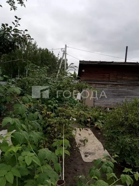 Участок в Новосибирск, НСТ Ветеран (6 м) - Фото 1