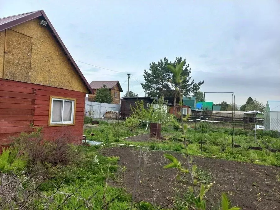 Участок в Новосибирская область, Новосибирск Кедр садовое ... - Фото 1