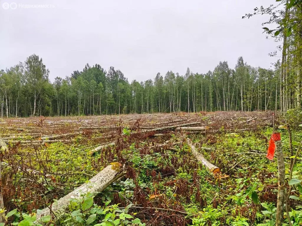 Участок в Осьминское сельское поселение, деревня Извоз (240 м) - Фото 2