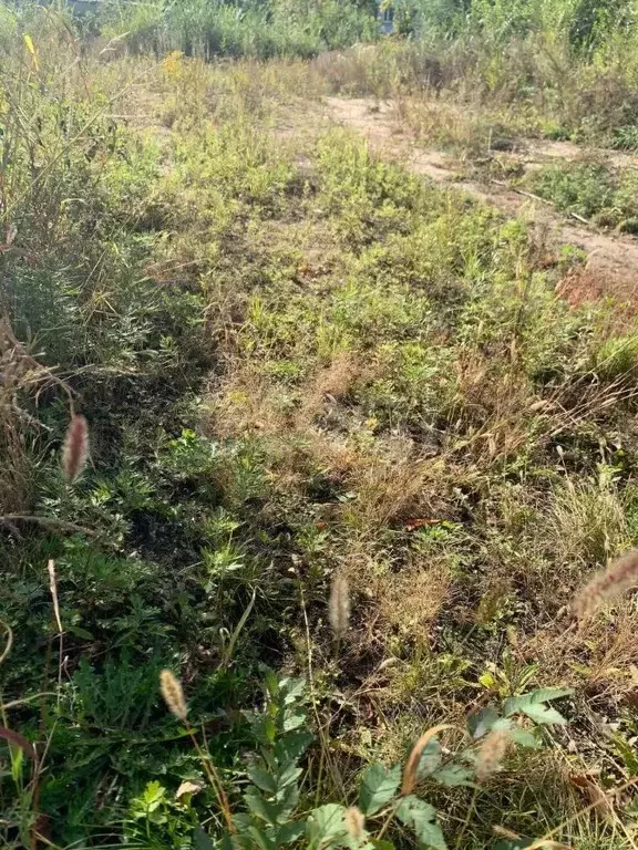 Участок в Амурская область, Благовещенский район, с. Владимировка  ... - Фото 1