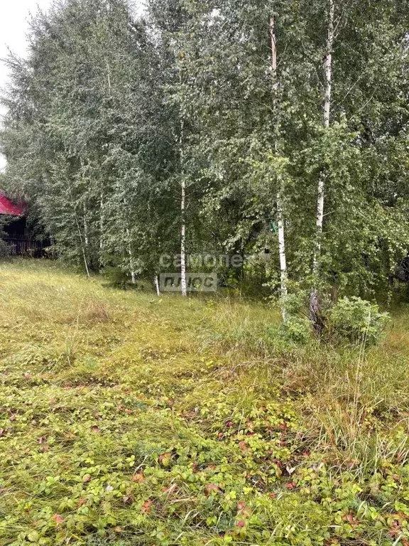 Участок в Новосибирская область, Ордынский район, с. Красный Яр ... - Фото 0