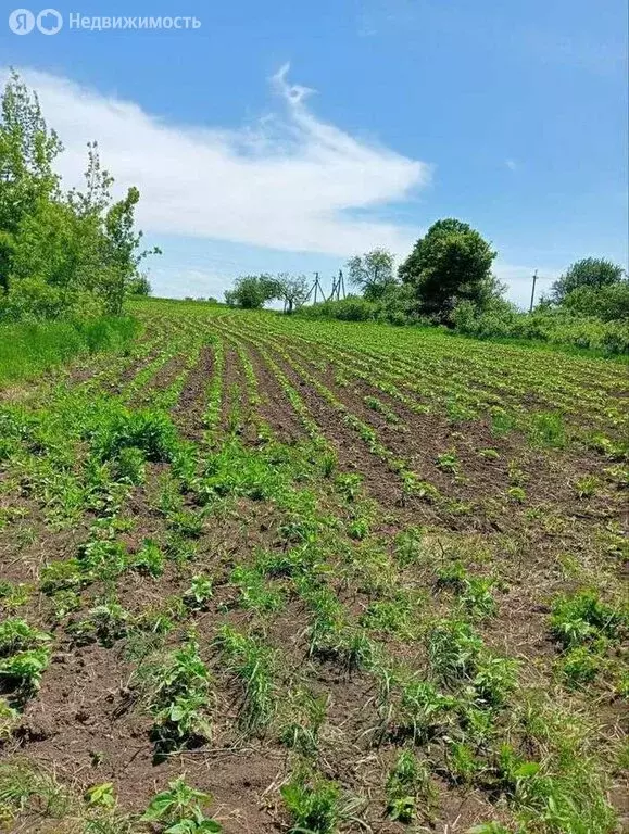 Участок в Корочанский район, Ломовское сельское поселение, село ... - Фото 1