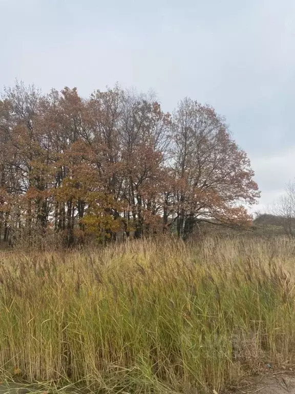 Участок в Московская область, Одинцовский городской округ, д. Сколково ... - Фото 0