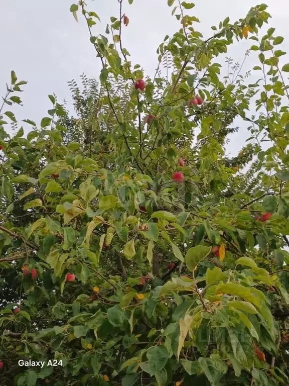 Участок в Краснодарский край, Геленджик городской округ, с. ... - Фото 2