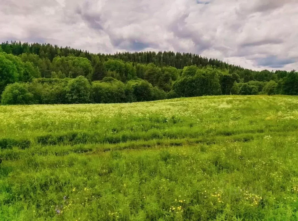Участок в Карелия, Медвежьегорский муниципальный округ, д. Спировка  ... - Фото 2