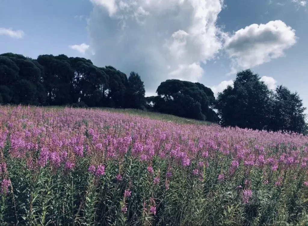Участок в Ленинградская область, Выборгский район, Первомайское с/пос, ... - Фото 1