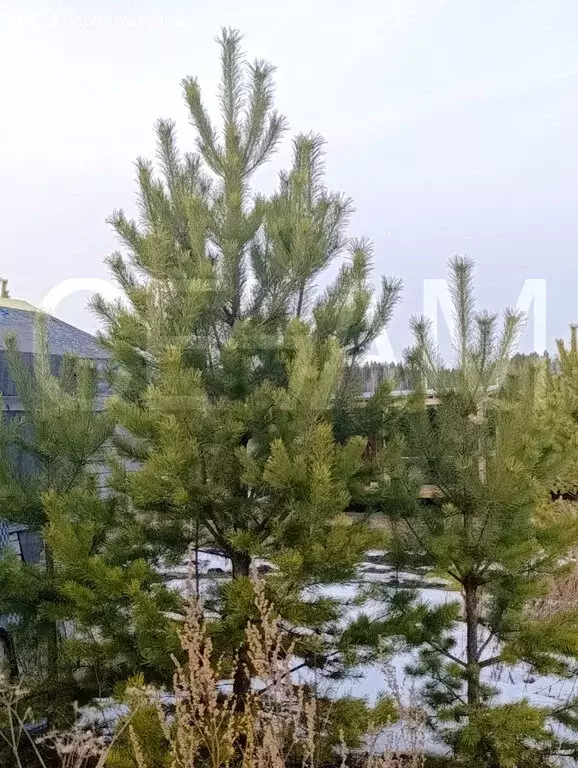 Участок в село Кадниково, территория Солнечная поляна (10.21 м) - Фото 1