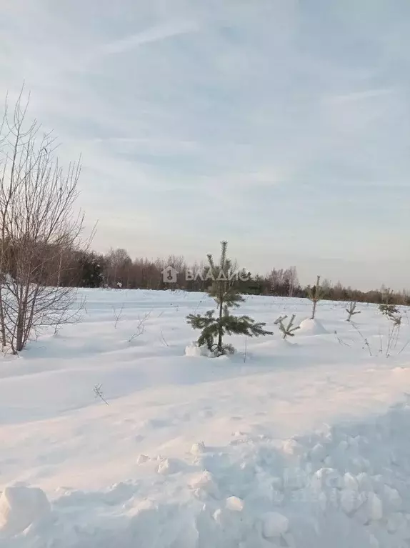 Участок в Владимирская область, Судогодский район, Вяткинское ... - Фото 1